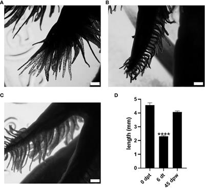 Differential effects of 3,5-T2 and T3 on the gill regeneration and metamorphosis of the Ambystoma mexicanum (axolotl)